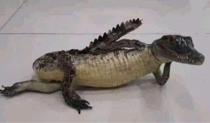 DraloGator's tweet image. Paint me like one of your French girls