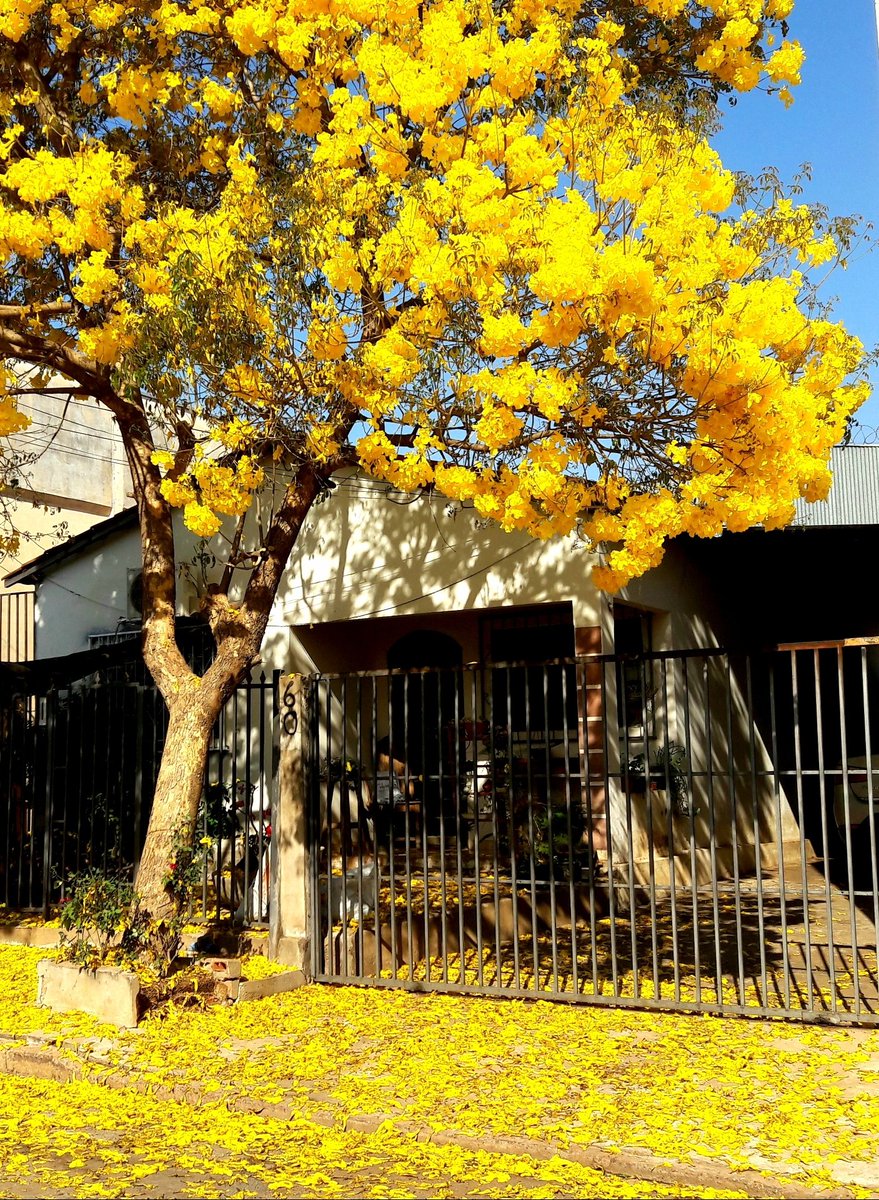 Rondonopolis MT Brasil 
#PhotographyIsArt 
#Rondonopolis 
#Brasil