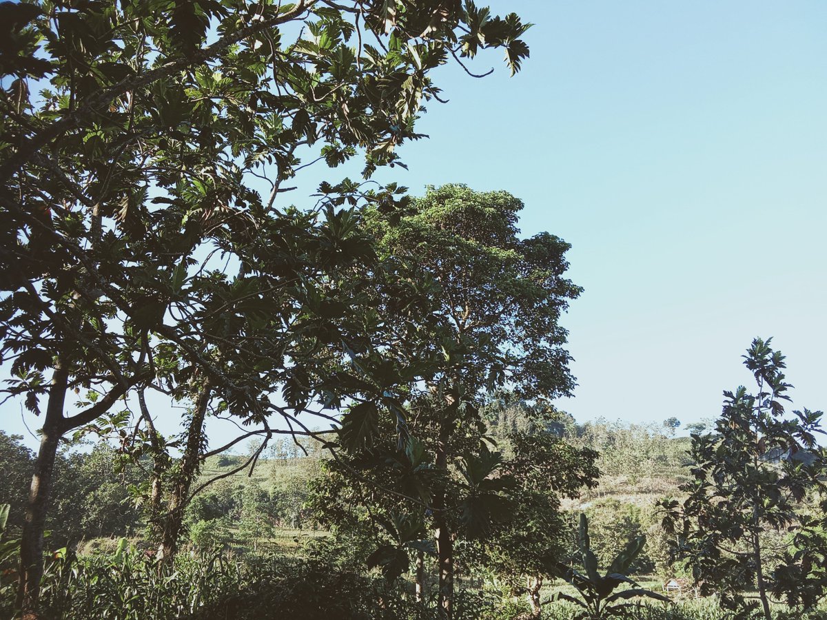 _Mlast's tweet photo. green forest and me https://t.co/jnnpjE8trX