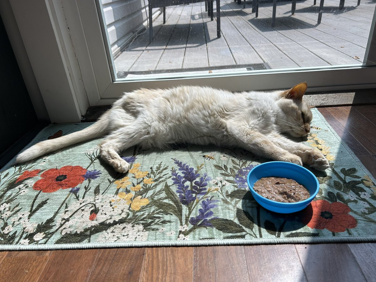 JFSwords's tweet photo. This #Caturday may be King George’s last one. We’re hoping not and trying palliative care this week but Amigo has cancer and is spurning even his favorite fancy canned foods. https://t.co/zdcGyLksod