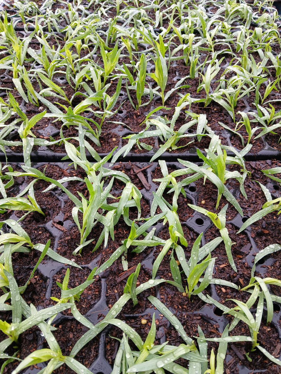 grown in wales tweet media