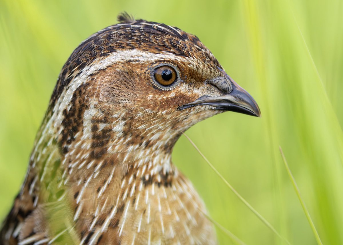 Nathaniel Dargue (@nathanieldargue) on Twitter photo Adjusting back to British birding after Lesvos has been tricky, as it always is after a birding trip abroad. Getting the opportunity to see Quail up close in the LDV yesterday certainly helped <a href="/LDV_NNR/">LDV NNR</a> <a href="/YorkBirding/">York Birding</a> <a href="/BirdGuides/">BirdGuides</a> Adjusting back to British birding after Lesvos has been tricky, as it always is after a birding trip abroad. Getting the opportunity to see Quail up close in the LDV yesterday certainly helped <a href="/LDV_NNR/">LDV NNR</a> <a href="/YorkBirding/">York Birding</a> <a href="/BirdGuides/">BirdGuides</a>