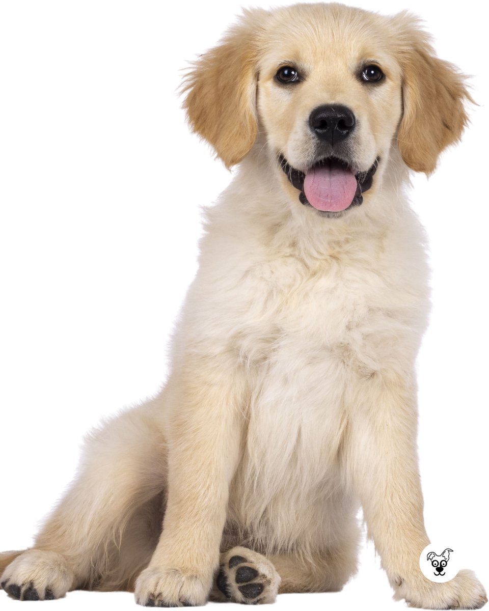 thesopawsome's tweet photo. Always ready to offer a paw and a listening ear. ๐พ๐
#ListeningEar #GoldenPaw #GoldenRetrieverLife #SupportDog #GoldenRetrieverGram https://t.co/IAt2SDBXZI
