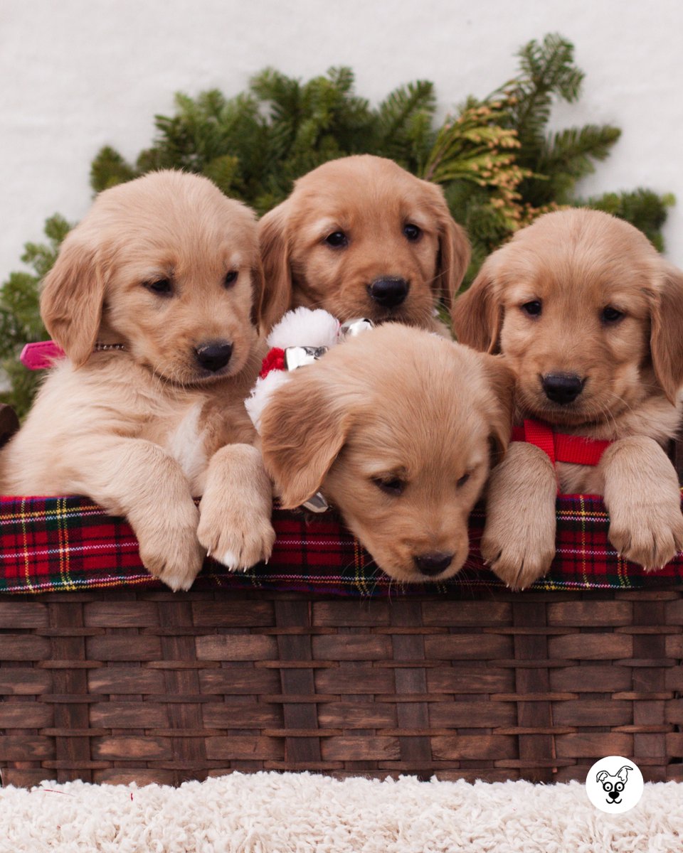 thesopawsome's tweet photo. Always ready to offer a paw and a listening ear. ๐พ๐
#ListeningEar #GoldenPaw #GoldenRetrieverLife #SupportDog #GoldenRetrieverGram https://t.co/IAt2SDBXZI