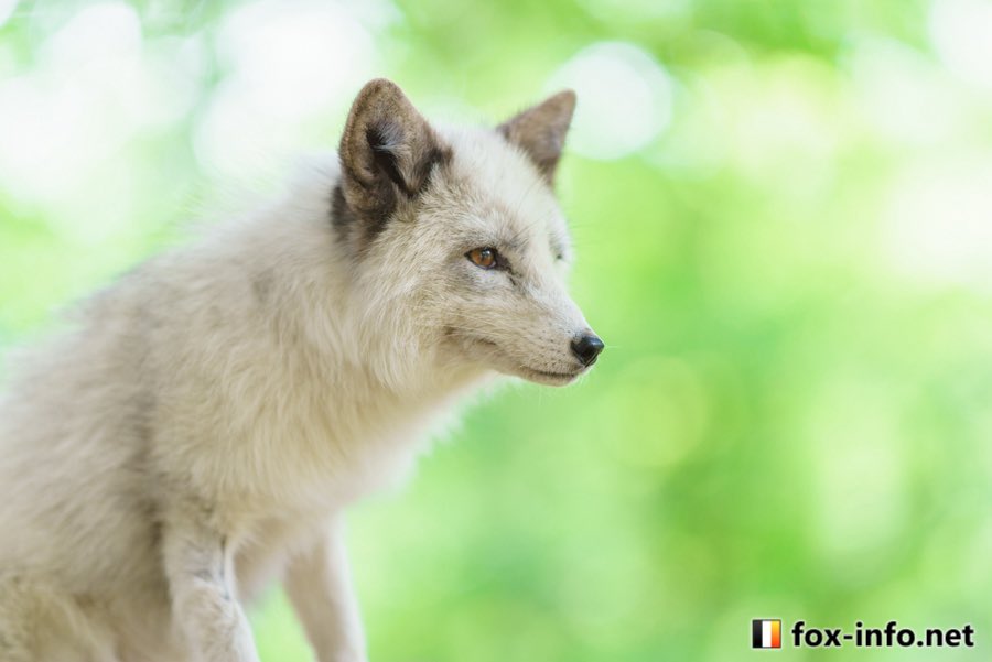 🌳🦊🌳