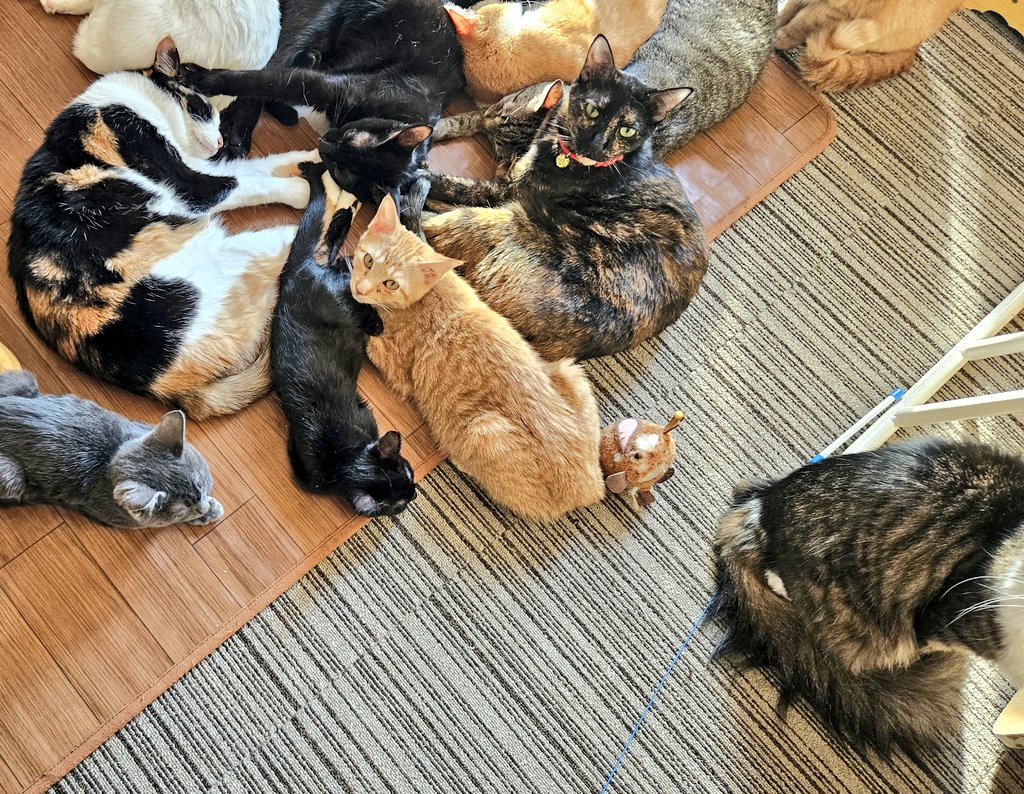 Silver /アニマルハート大阪 ❤里親募集中❤ (@12to2y4) / Posts / X