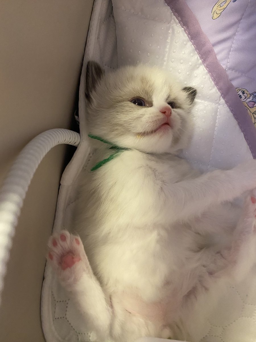 Catcastle__'s tweet photo. 📸「寝落ちするまでの3秒間」
1枚目：まだ頑張って起きてる
2枚目：もう限界かも…
3枚目：寝ちゃった…😴

#猫 #ラグドール #子猫 #寝落ち #癒し #3コマ漫画 https://t.co/DoHKkm6cS8