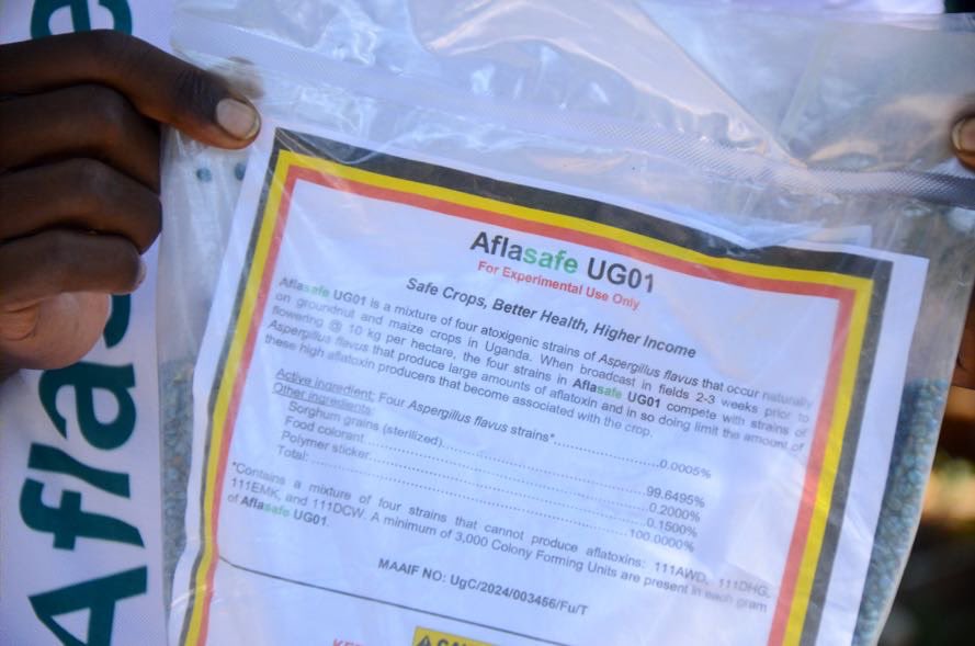 FRAUGANDA's tweet photo. Aflasafe is not a silver bullet for managing aflatoxins in grains. It is just one part of the solution. While it can reduce aflatoxin levels in the field, post-harvest handling plays an even bigger role. - Mr. @MUTACRIS , Managing Director, @narouganda.

#KickOutAflatoxins #WFSD https://t.co/T8HrjsVjti