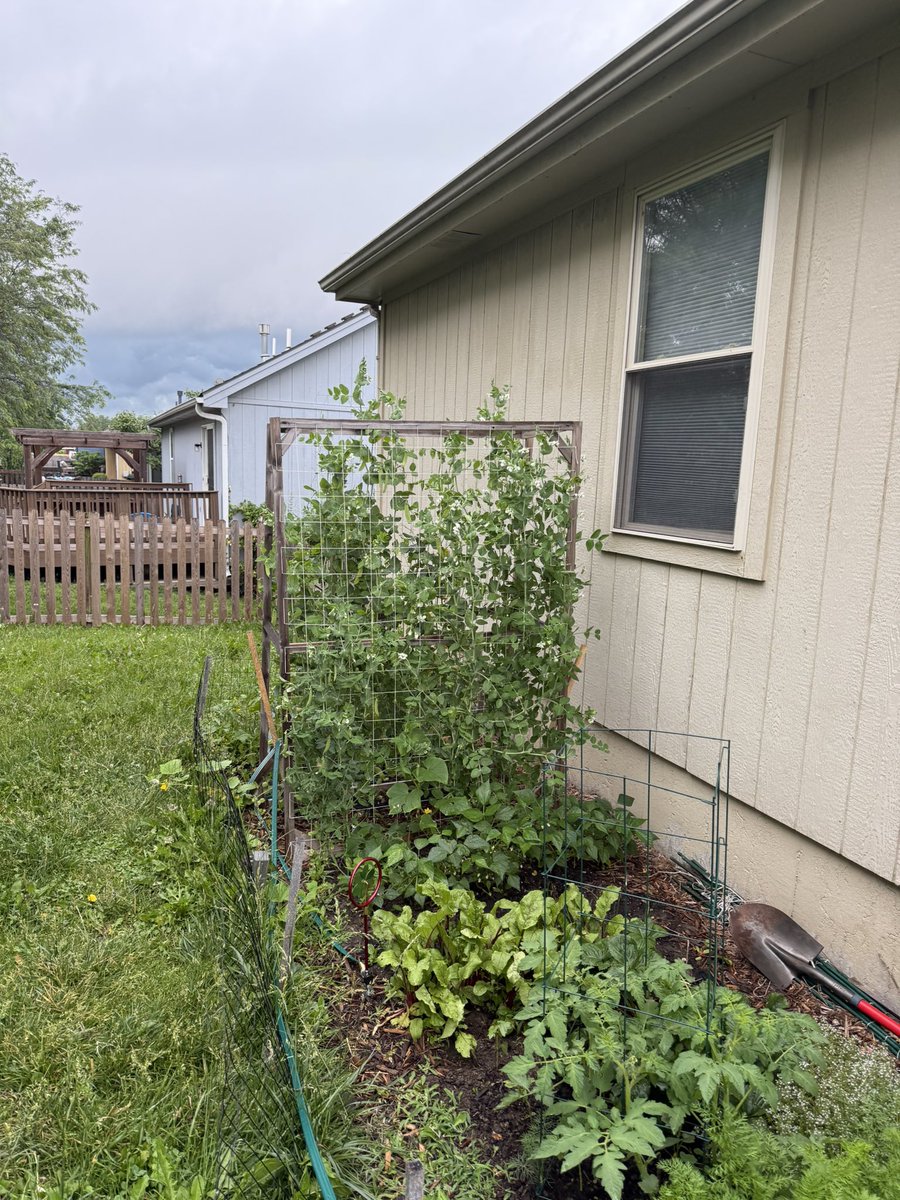 The weather’s been great for my garden this year.  Okra really is my only disappointment. Think I will plant some more.