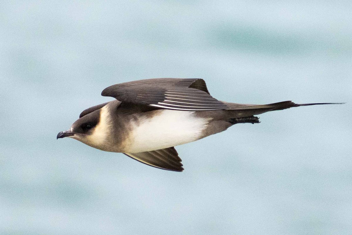 An Arctic Skua patrolling Tresta Beach. The Tirricks were not happy.