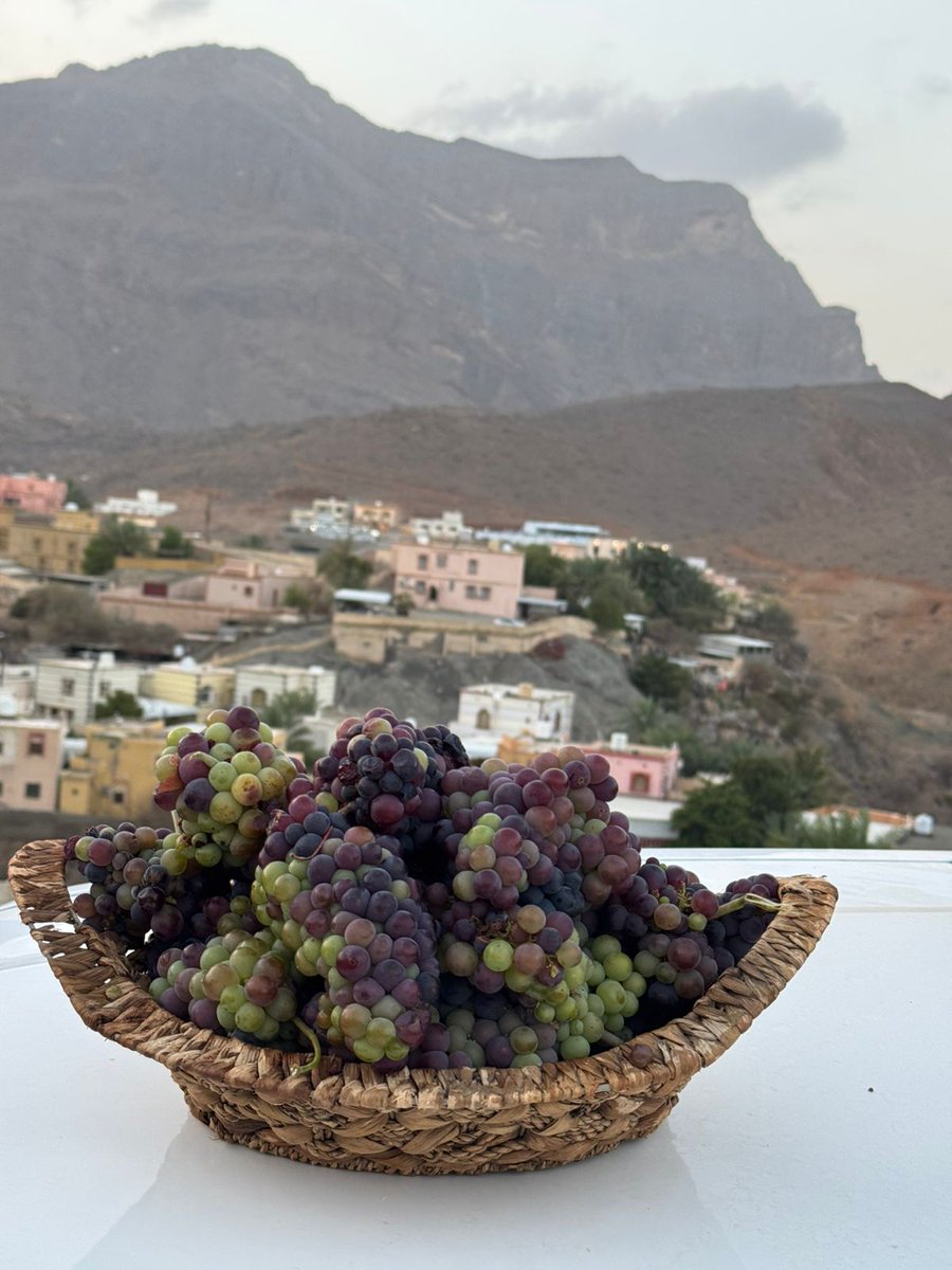 Alhamdi3a's tweet photo. من خيرات #عمان
انتاج #قرية_الخد
7/6/2025 https://t.co/DO7NzfqXNH