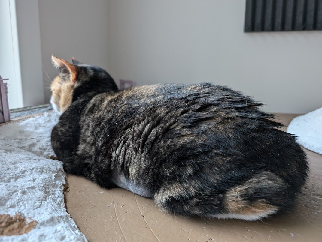 mimi (@aevilcat) on Twitter photo day one of MASTERS TORONTO
costreaming w/ egg and tory 
PRX vs TH LETSGO
twitch.tv/aevilcat day one of MASTERS TORONTO
costreaming w/ egg and tory 
PRX vs TH LETSGO
twitch.tv/aevilcat