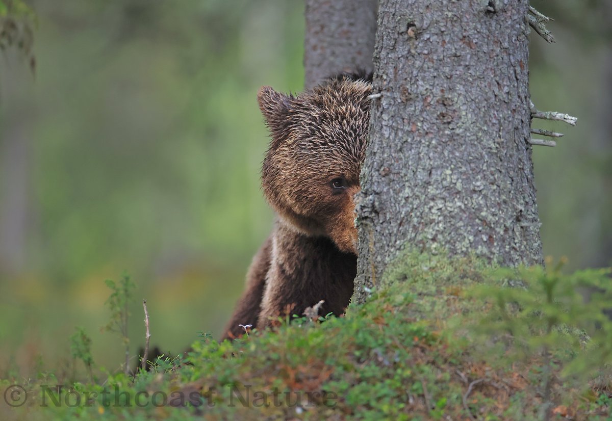 Peekaboo. European Brown Bear. NE Finland. <a href="/mcaleese_anne/">YpamAnnie</a> <a href="/CanonUKandIE/">Canon UK and Ireland</a> <a href="/JakkiMoores/">Jakki Moores 📸</a> <a href="/_Stickybeak/">Rathlin Stickybeak</a> <a href="/VeighDermot/">dermot Mc Veigh</a> <a href="/barrabest/">Barra Best</a> <a href="/frances_black/">Frances Black</a> <a href="/McginnNicole/">Nicole</a> <a href="/EddieMc1981/">Edward McGuigan</a> <a href="/DavidFordxMLA/">David Ford ex-MLA</a>