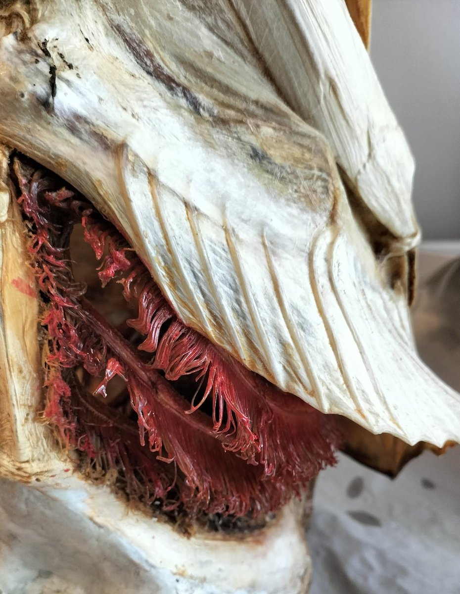 Care &amp; Repair..
#gills #taxidermy #pike
My Saturdays