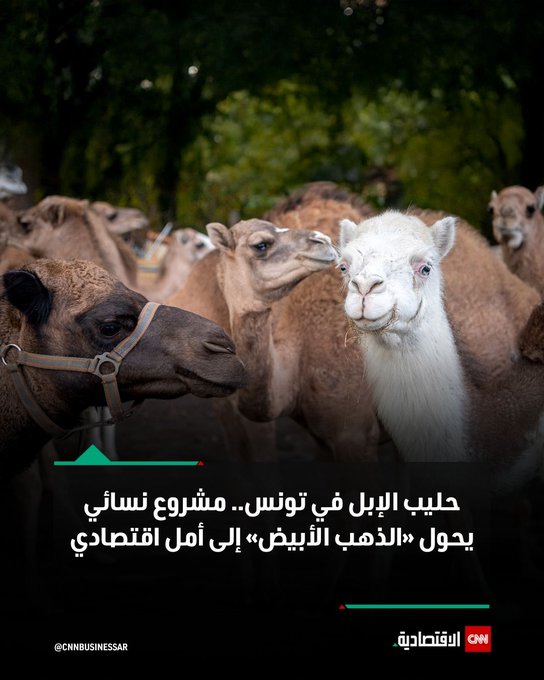 في عمق الجنوب التونسي، وتحديداً في محافظة مدنين، بدأ مشروع نسائي غير مسبوق يسعى لتحويل حليب الإبل إلى رافعة اقتصادية تنعش المجتمعات المهمشة في الصحراء.. تقود هذا المشروع لطيفة فريفيطة، شابة تونسية تبلغ من العمر 32 عاماً، أطلقت في عام 2023 أول وحدة لبسترة حليب الإبل في تونس، تحت اسم «شامليه»، بدعم من «معهد المناطق القاحلة»، ويهدف المشروع إلى تثمين هذا المورد الطبيعي المهمل، وتحويله إلى منتج صحي ذي قيمة تجارية عالية.. حليب الإبل يحتوي على نسبة حديد أعلى بخمس مرات من حليب الأبقار، ولا يسبب الحساسية، كما يتمتع بخصائص مضادة للبكتيريا والالتهابات، وقد أظهرت التجارب السريرية التي أجريت في مستشفى مدنين أن تناوله قد يساعد مرضى السكري على تقليل جرعات الأدوية إلى النصف أحياناً.. للمزيد 