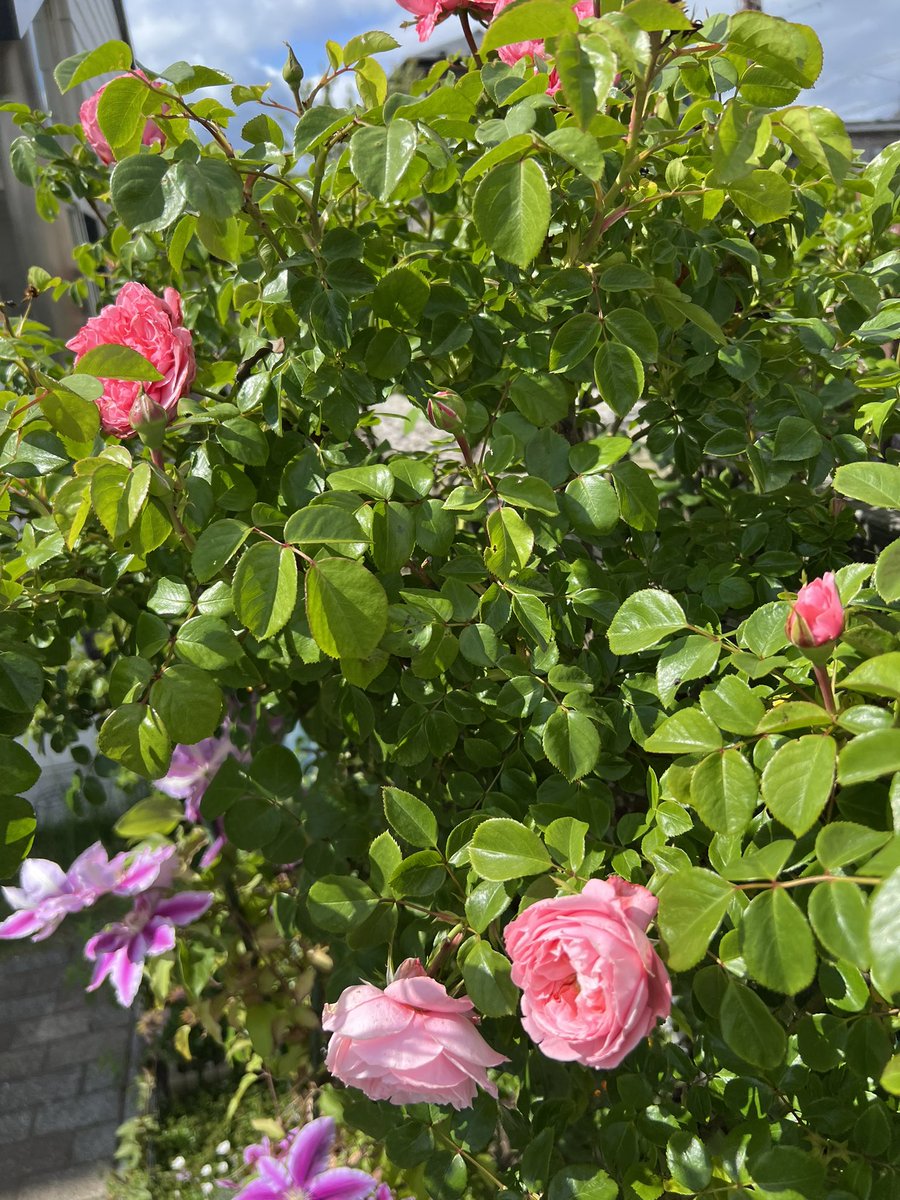 庭のバラ咲いてきた