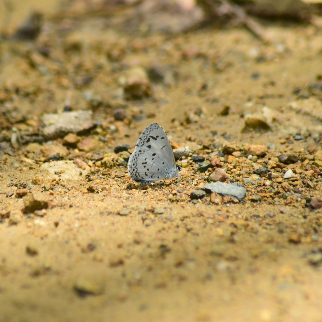 BWN_Nepal's tweet photo. June 7, 2025 Butterfly Education and Awareness Day
1. Spotted Snow Flat 𝘛𝘢𝘨𝘪𝘢𝘥𝘦𝘴 𝘮𝘦𝘯𝘢𝘬𝘢
2. Common Lineblue 𝘗𝘳𝘰𝘴𝘰𝘵𝘢𝘴 𝘯𝘰𝘳𝘢
3. Olive Ace 𝘛𝘩𝘰𝘳𝘦𝘴𝘴𝘢 𝘨𝘶𝘱𝘵𝘢
4. Common Hedge Blue 𝘈𝘤𝘺𝘵𝘰𝘭𝘦𝘱𝘪𝘴 𝘱𝘶𝘴𝘱𝘢 https://t.co/4pHcjOn9RE