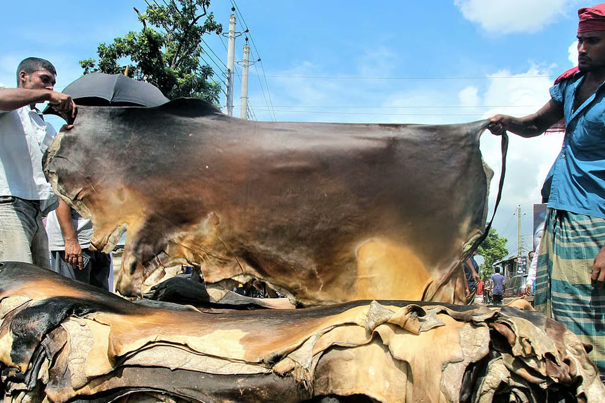 পানির দামে চামড়া বিক্রি: আখাউড়ায় হতাশ কোরবানিদাতারা, সিন্ডিকেটের অভিযোগ