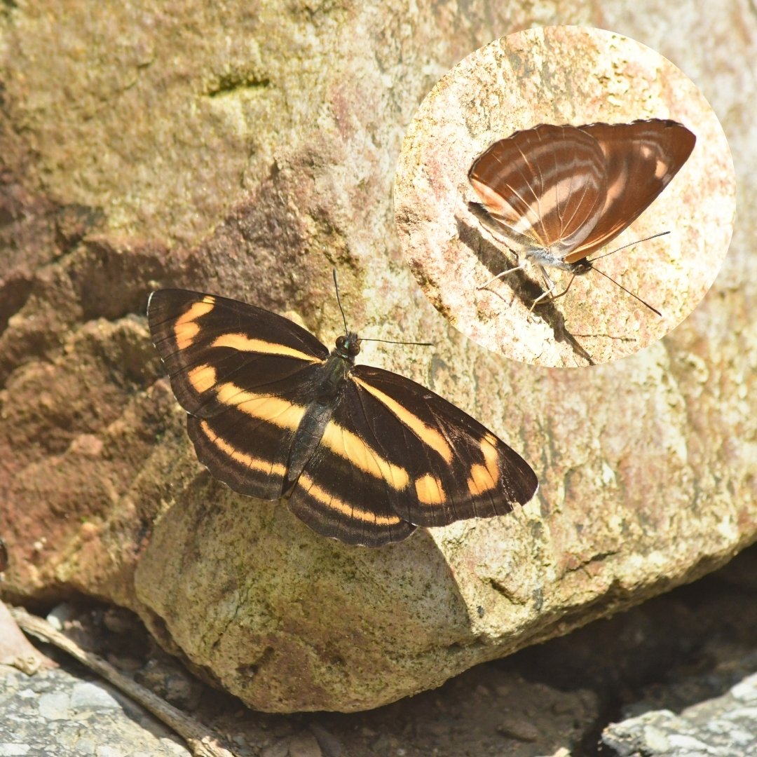 BWN_Nepal's tweet photo. June 7, 2025 Butterfly Education and Awareness Day
5. Striped Punch 𝘋𝘰𝘥𝘰𝘯𝘢 𝘢𝘥𝘰𝘯𝘪𝘳𝘢
6. Spotted Jester 𝘚𝘺𝘮𝘣𝘳𝘦𝘯𝘵𝘩𝘪𝘢 𝘩𝘺𝘱𝘴𝘦𝘭𝘪𝘴
7. Marbled Flat 𝘓𝘰𝘣𝘰𝘤𝘭𝘢 𝘭𝘪𝘭𝘪𝘢𝘯𝘢
8. Yellow Sailer 𝘕𝘦𝘱𝘵𝘪𝘴 𝘢𝘯𝘢𝘯𝘵𝘢 https://t.co/gEVGgKKutm