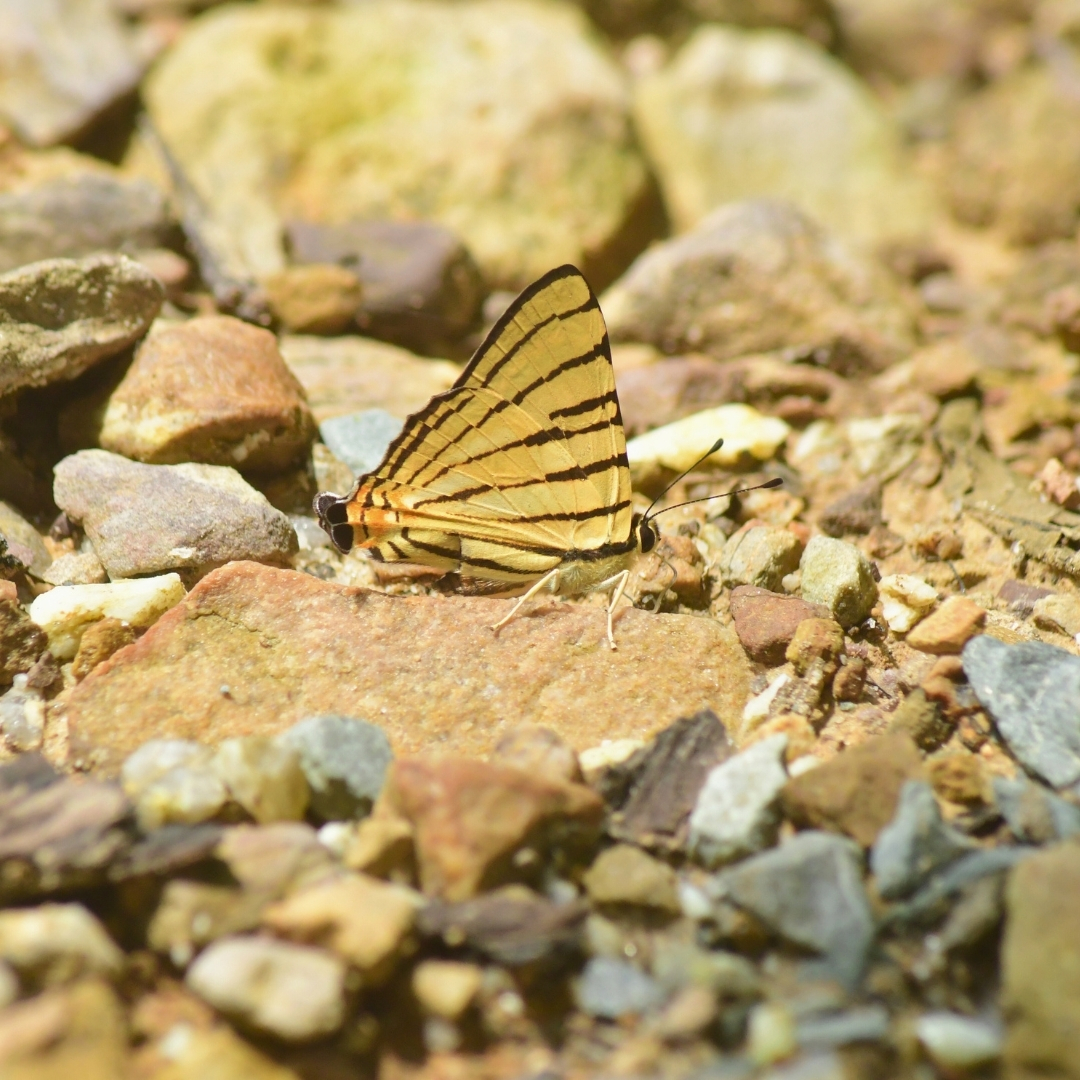 BWN_Nepal's tweet photo. June 7, 2025 Butterfly Education and Awareness Day
5. Striped Punch 𝘋𝘰𝘥𝘰𝘯𝘢 𝘢𝘥𝘰𝘯𝘪𝘳𝘢
6. Spotted Jester 𝘚𝘺𝘮𝘣𝘳𝘦𝘯𝘵𝘩𝘪𝘢 𝘩𝘺𝘱𝘴𝘦𝘭𝘪𝘴
7. Marbled Flat 𝘓𝘰𝘣𝘰𝘤𝘭𝘢 𝘭𝘪𝘭𝘪𝘢𝘯𝘢
8. Yellow Sailer 𝘕𝘦𝘱𝘵𝘪𝘴 𝘢𝘯𝘢𝘯𝘵𝘢 https://t.co/gEVGgKKutm