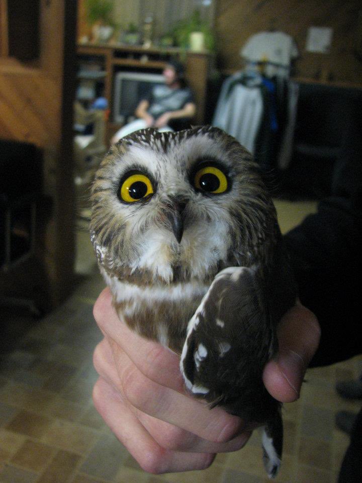 My hand grenade is fucked up I’m gonna throw this at my logistics officer and see what happens