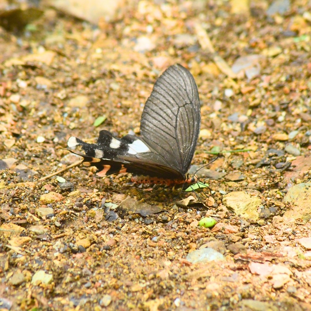 BWN_Nepal's tweet photo. June 7, 2025, Butterfly Education and Awareness Day
9. Scarce Siren 𝘏𝘦𝘴𝘵𝘪𝘯𝘢 𝘯𝘪𝘤𝘦𝘷𝘪𝘭𝘭𝘦𝘪
10. Great Windmill 𝘉𝘺𝘢𝘴𝘢 𝘥𝘢𝘴𝘢𝘳𝘢𝘥𝘢
11. Scarce Lilacfork 𝘓𝘦𝘵𝘩𝘦 𝘥𝘶𝘳𝘢
12. Tigerbrown 𝘖𝘳𝘪𝘯𝘰𝘮𝘢 𝘥𝘢𝘮𝘢𝘳𝘪𝘴 https://t.co/8oPny6Z9tU