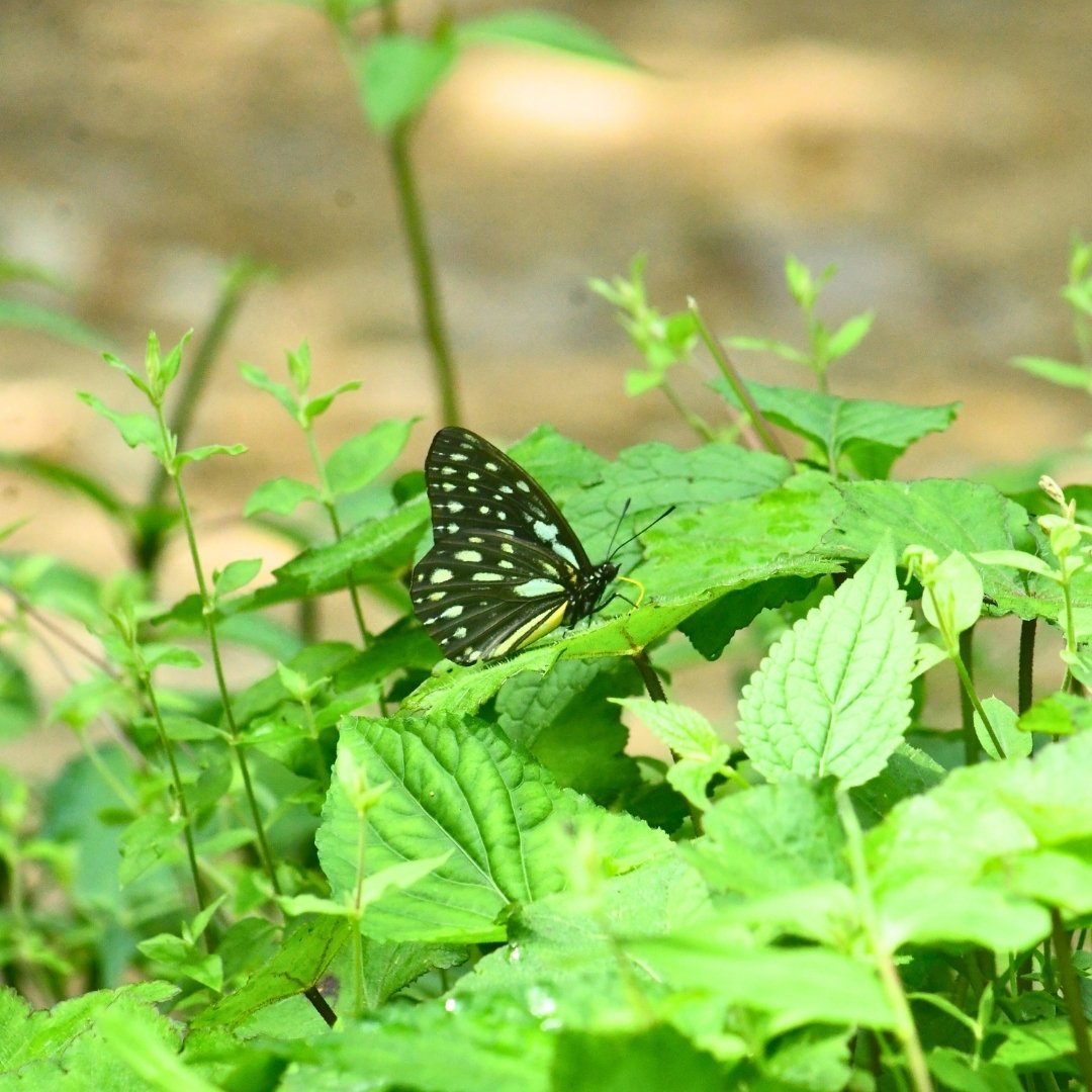 BWN_Nepal's tweet photo. June 7, 2025, Butterfly Education and Awareness Day
9. Scarce Siren 𝘏𝘦𝘴𝘵𝘪𝘯𝘢 𝘯𝘪𝘤𝘦𝘷𝘪𝘭𝘭𝘦𝘪
10. Great Windmill 𝘉𝘺𝘢𝘴𝘢 𝘥𝘢𝘴𝘢𝘳𝘢𝘥𝘢
11. Scarce Lilacfork 𝘓𝘦𝘵𝘩𝘦 𝘥𝘶𝘳𝘢
12. Tigerbrown 𝘖𝘳𝘪𝘯𝘰𝘮𝘢 𝘥𝘢𝘮𝘢𝘳𝘪𝘴 https://t.co/8oPny6Z9tU
