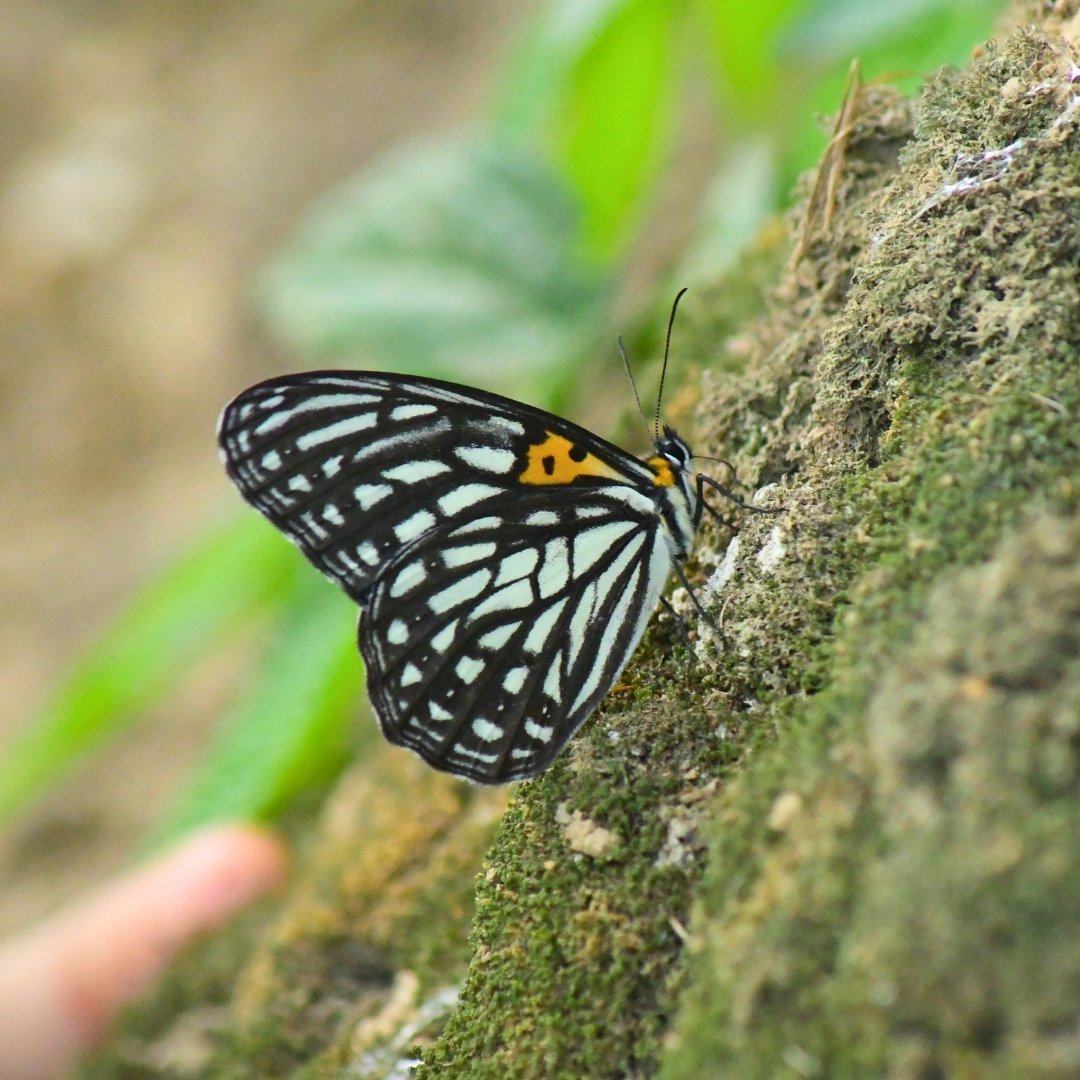 BWN_Nepal's tweet photo. June 7, 2025, Butterfly Education and Awareness Day
9. Scarce Siren 𝘏𝘦𝘴𝘵𝘪𝘯𝘢 𝘯𝘪𝘤𝘦𝘷𝘪𝘭𝘭𝘦𝘪
10. Great Windmill 𝘉𝘺𝘢𝘴𝘢 𝘥𝘢𝘴𝘢𝘳𝘢𝘥𝘢
11. Scarce Lilacfork 𝘓𝘦𝘵𝘩𝘦 𝘥𝘶𝘳𝘢
12. Tigerbrown 𝘖𝘳𝘪𝘯𝘰𝘮𝘢 𝘥𝘢𝘮𝘢𝘳𝘪𝘴 https://t.co/8oPny6Z9tU