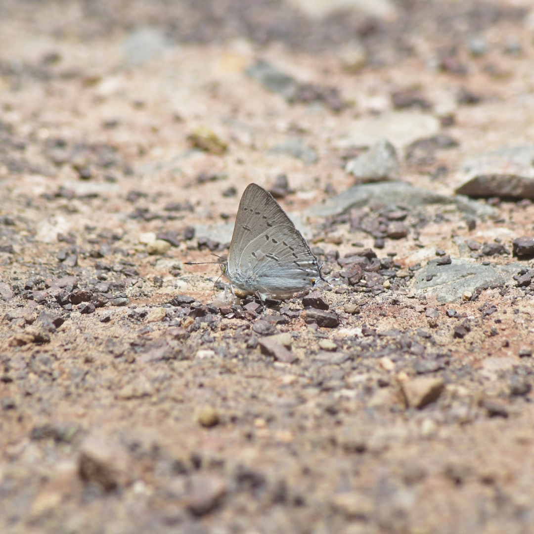 BWN_Nepal's tweet photo. June 7, 2025, Butterfly Education and Awareness Day
13. Common Spotted Flat 𝘊𝘦𝘭𝘢𝘦𝘯𝘰𝘳𝘳𝘩𝘪𝘯𝘶𝘴 𝘭𝘦𝘶𝘤𝘰𝘤𝘦𝘳𝘢
14. Pale Hockeystick Sailer 𝘕𝘦𝘱𝘵𝘪𝘴 𝘮𝘢𝘯𝘢𝘴𝘢
15. Bi-Spot Royal 𝘈𝘯𝘤𝘦𝘮𝘢 𝘤𝘵𝘦𝘴𝘪𝘢
16. Pale Green Sailer 𝘕𝘦𝘱𝘵𝘪𝘴 𝘻𝘢𝘪𝘥𝘢 https://t.co/AsNL8sUcwR