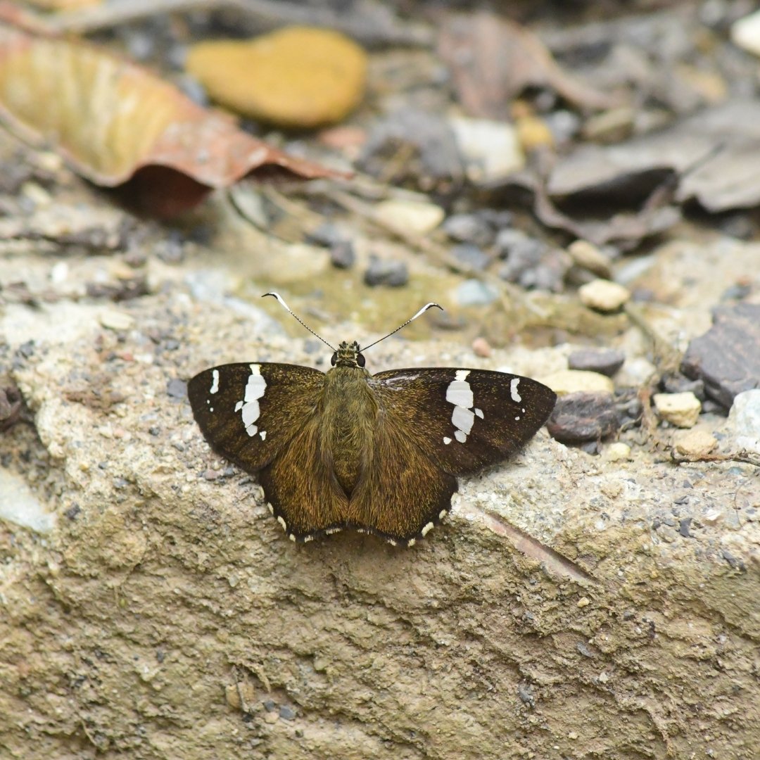 BWN_Nepal's tweet photo. June 7, 2025, Butterfly Education and Awareness Day
13. Common Spotted Flat 𝘊𝘦𝘭𝘢𝘦𝘯𝘰𝘳𝘳𝘩𝘪𝘯𝘶𝘴 𝘭𝘦𝘶𝘤𝘰𝘤𝘦𝘳𝘢
14. Pale Hockeystick Sailer 𝘕𝘦𝘱𝘵𝘪𝘴 𝘮𝘢𝘯𝘢𝘴𝘢
15. Bi-Spot Royal 𝘈𝘯𝘤𝘦𝘮𝘢 𝘤𝘵𝘦𝘴𝘪𝘢
16. Pale Green Sailer 𝘕𝘦𝘱𝘵𝘪𝘴 𝘻𝘢𝘪𝘥𝘢 https://t.co/AsNL8sUcwR