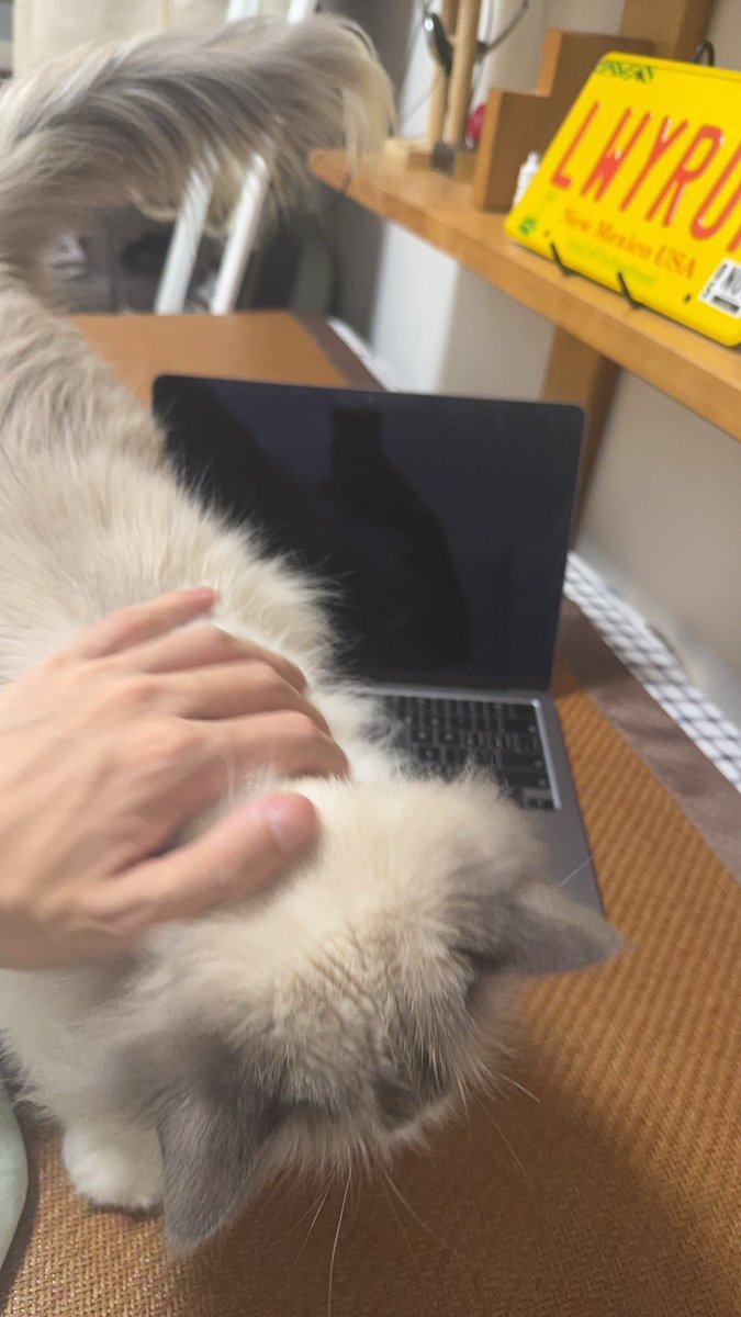 我给猫猫安全感 猫猫给我安全感