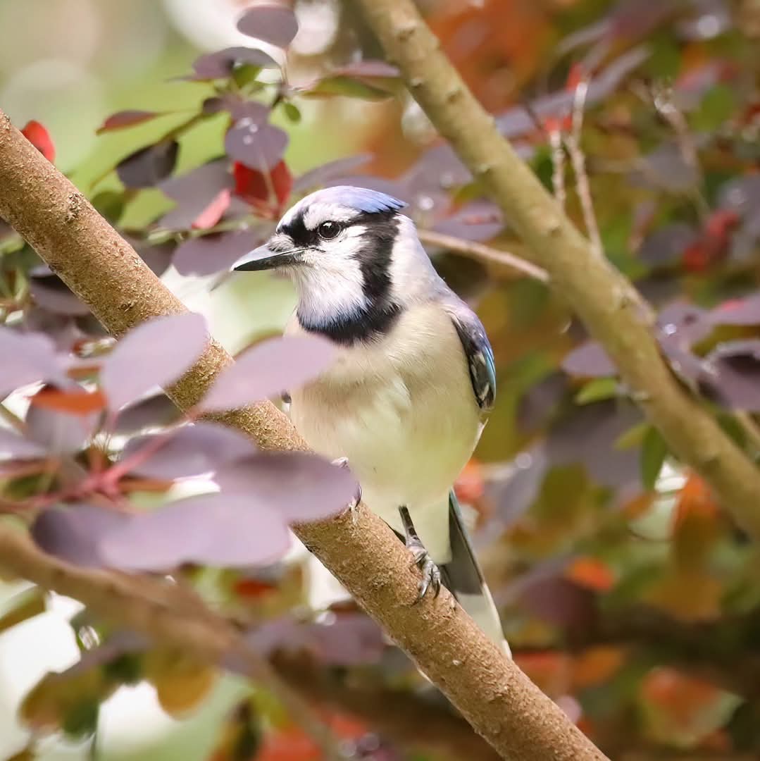 birdhouse_love's tweet photo. A beautiful blue jay in our smoke bush...
#bluejaybird #bluejays #bluejay #ohiobirds #morningbirding #bluejayvisit #birding #birds #bluejayvisitor #morningvisitors #ohiobird #birdsofohio #birdingdaily #smokebush https://t.co/qq57Rf249P