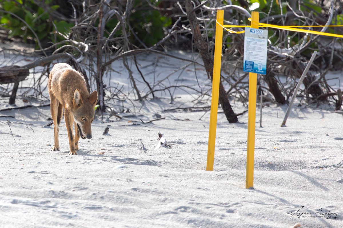 jka62's tweet image. Coyote on the Sanibel Island beach this morning. He was checking out the turtle nests. @MattDevittWX