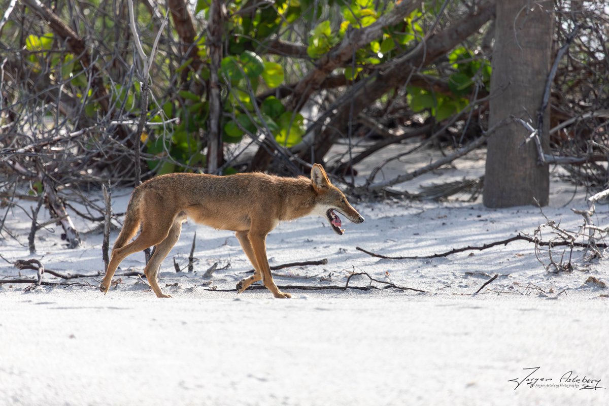 jka62's tweet image. Coyote on the Sanibel Island beach this morning. He was checking out the turtle nests. @MattDevittWX