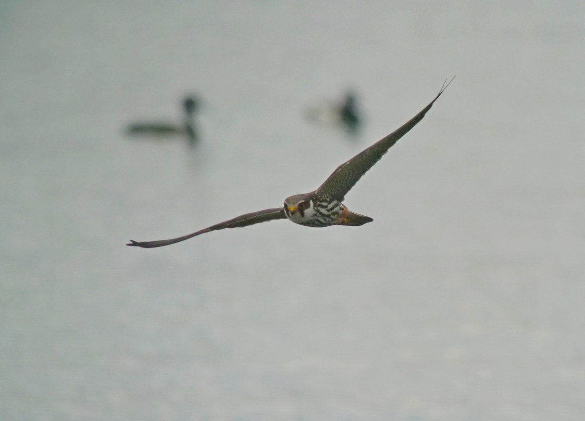 Although its starting to quieten down on the migration front. There is always something to keep the interest going. A few bits and pieces from today.