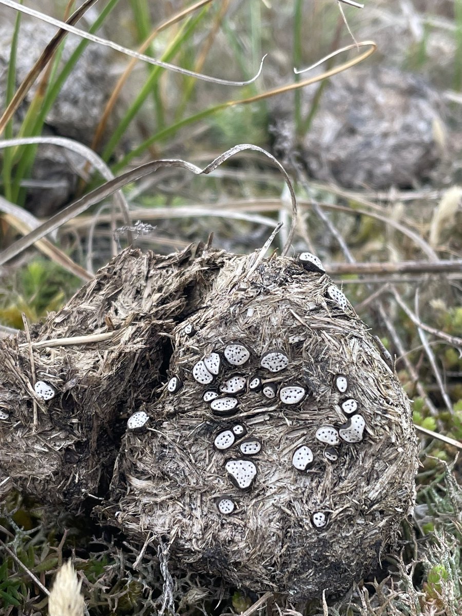 Jake Fiennes (@jake_fiennes) on Twitter photo Lifetime goals
Rabbit poo nail fungus found on horse droppings on a sand dune in Norfolk
Only one of four sites in the UK
Thanks <a href="/NHarnser/">AndyBloomfield</a> for the tip off Lifetime goals
Rabbit poo nail fungus found on horse droppings on a sand dune in Norfolk
Only one of four sites in the UK
Thanks <a href="/NHarnser/">AndyBloomfield</a> for the tip off