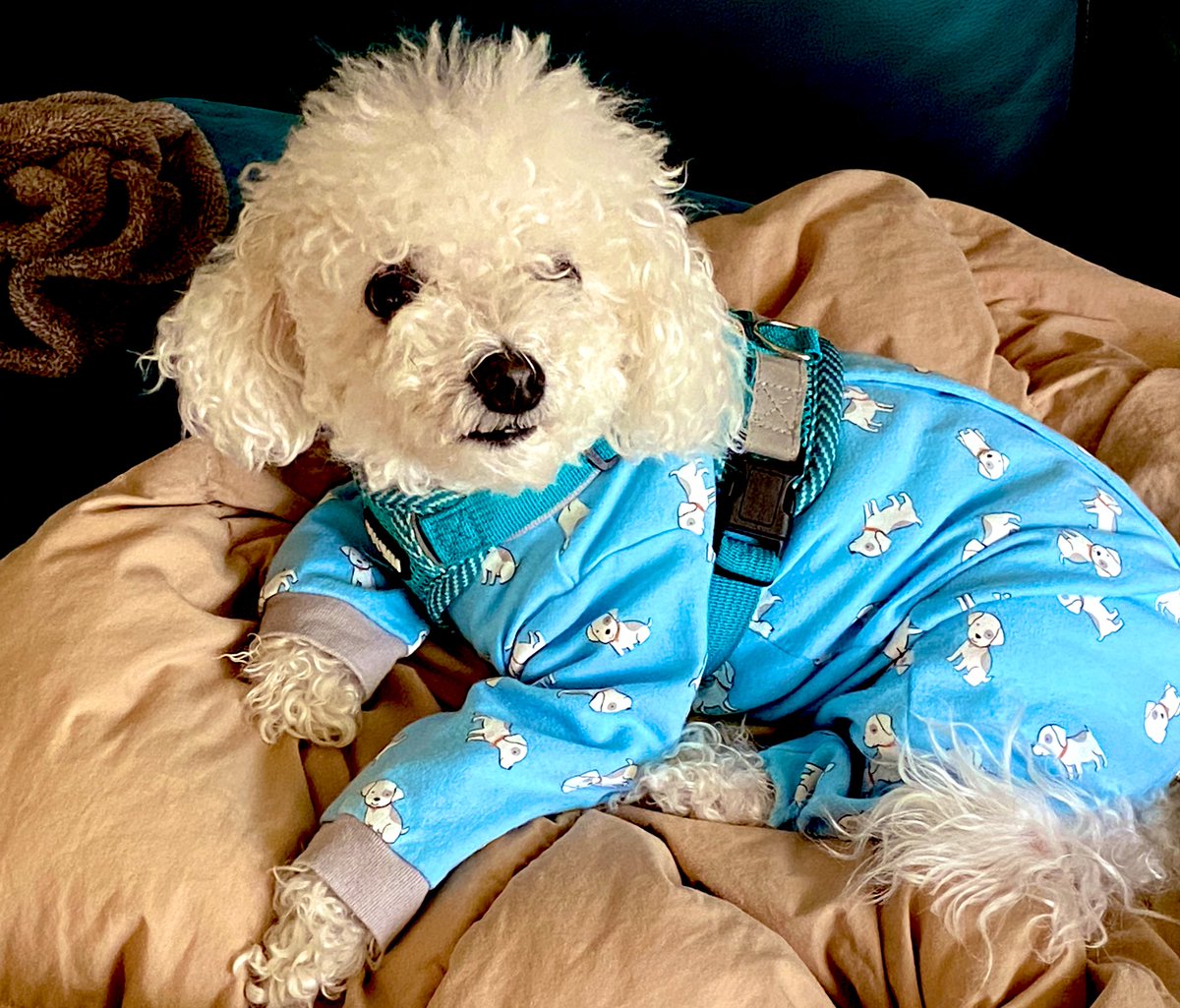 LittleBearconvo's tweet photo. Hi morning! #SaturdayScene https://t.co/KZtRGQ92zW