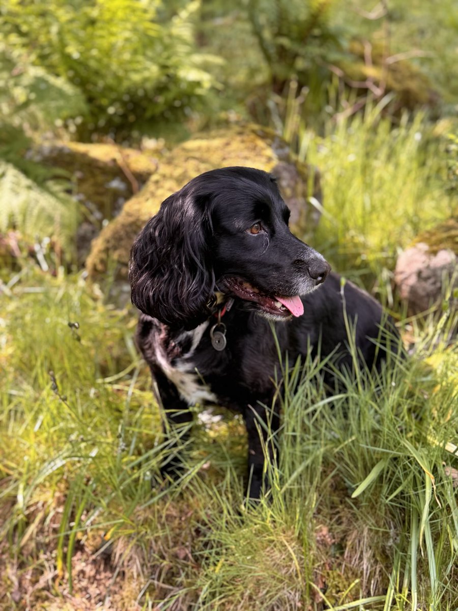 Luna living her best life in the Highlands. 🐾