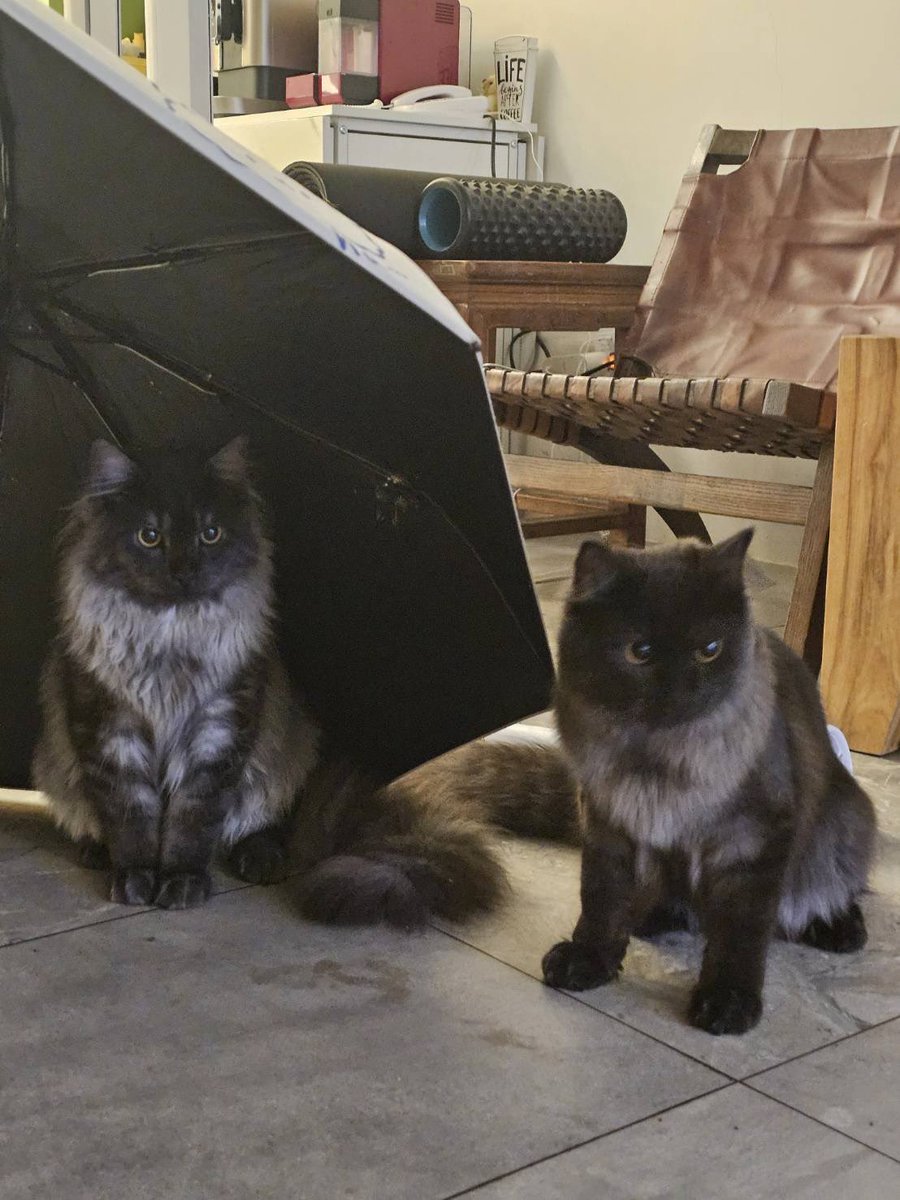 黒黑兄弟
一轉眼已經變成小鮮肉了🌚