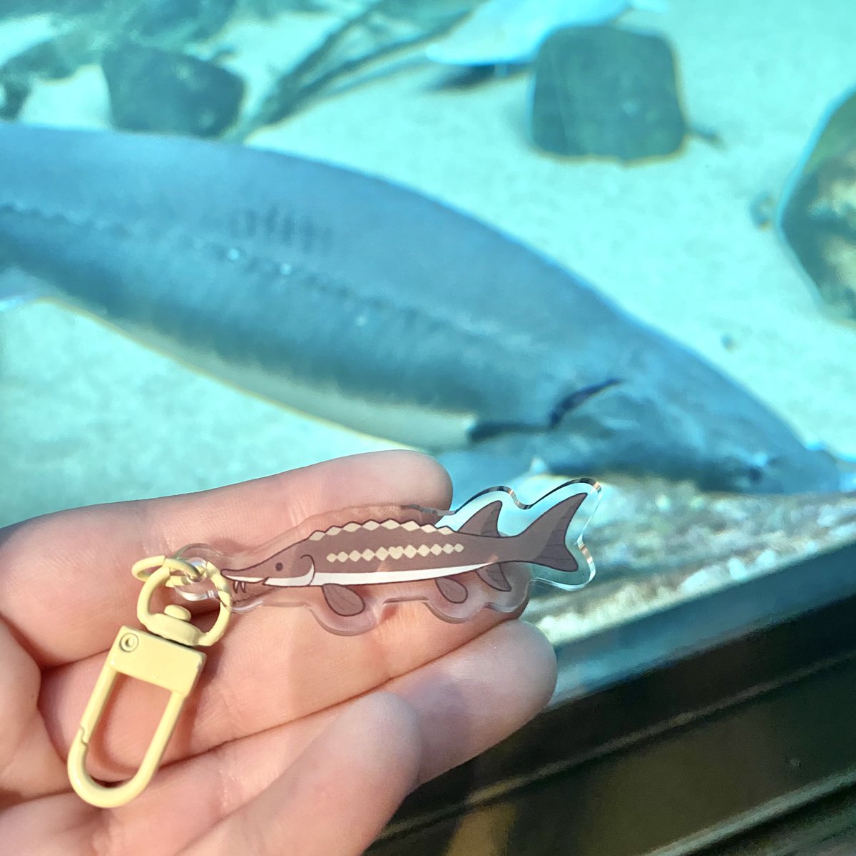 Sturgeon charms! Real sturgeons not included 🤎🩵💙