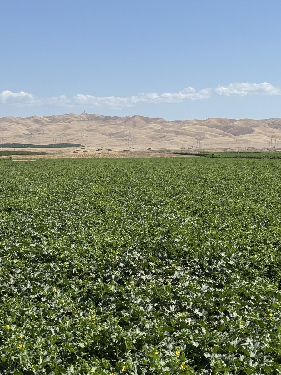 DelBosqueFarms's tweet image. Good morning from sunny California! Yes, this is California, too! Where we grow sweet, delicious cantaloupes for you! For healthy eating! Coming soon! #organic #cantaloupe #melons #farms #food #fruit