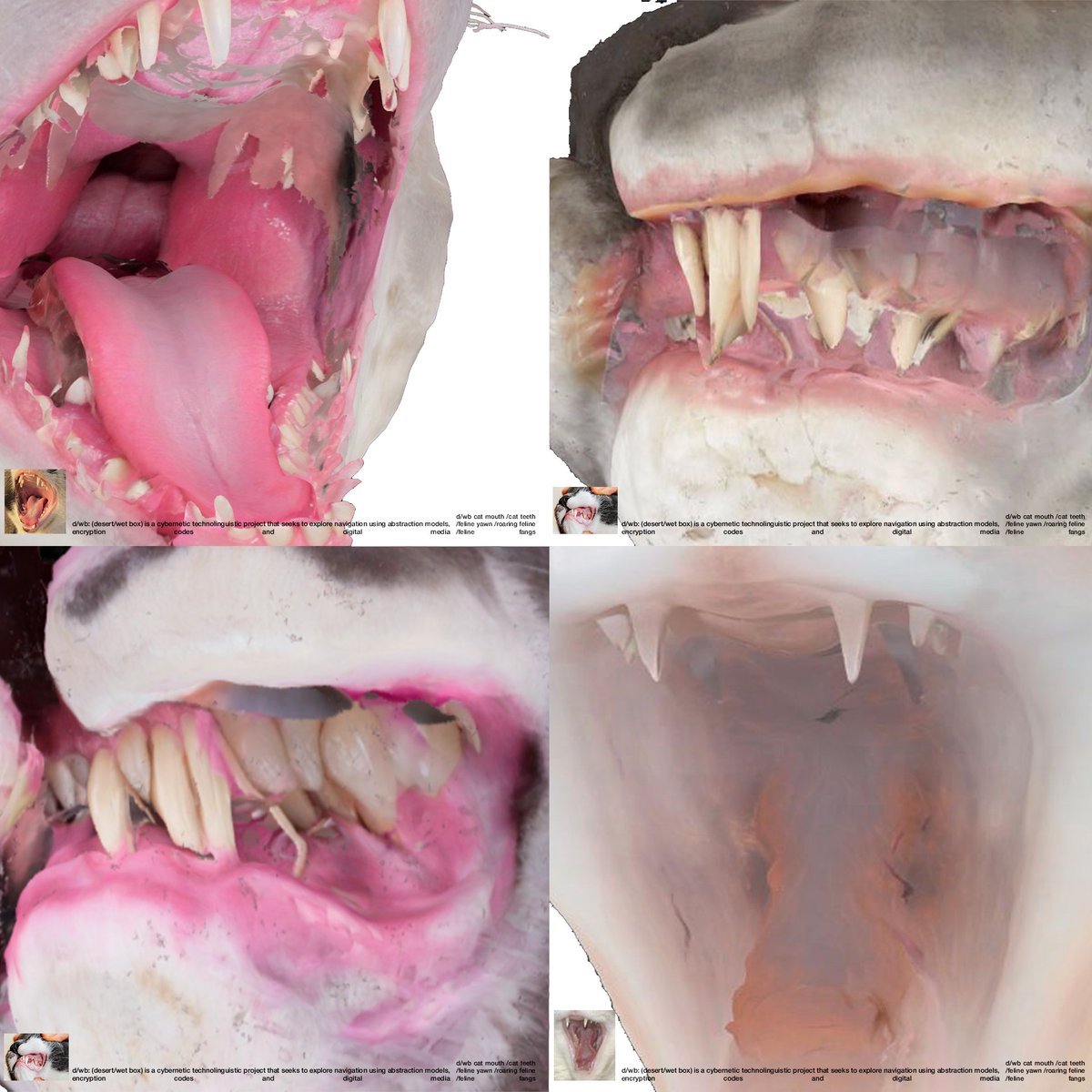 cat mouth /feline fangs /roaring feline fury /feline yawn /cat teeth /cat mouth open