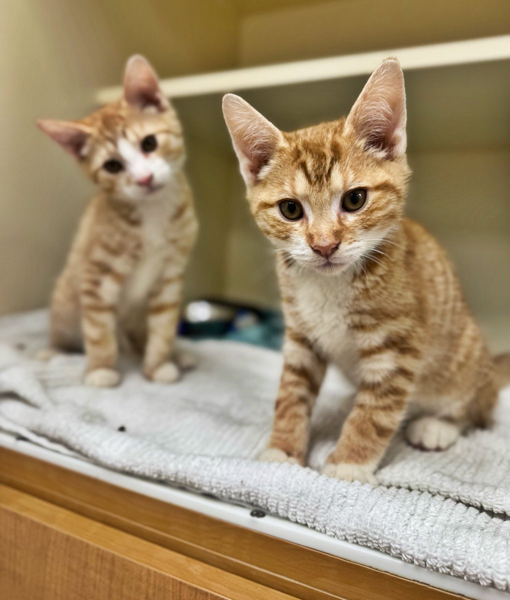 Maria Pulcinella (@mariapulcinella) on Twitter photo Meet Abed + Troy 👋🏼
<a href="/phillypaws/">PAWS</a> Meet Abed + Troy 👋🏼
<a href="/phillypaws/">PAWS</a>