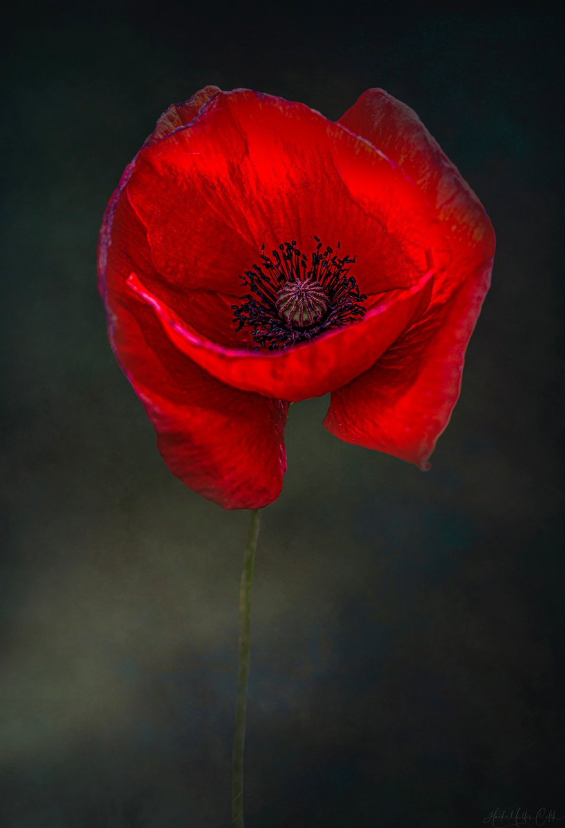 “What I want is to open up. 
I want to know what's inside me . . .
I know that underneath the mess 
everything is marvelous. I'm sure of it.”

~ Henry Miller, 𝑆𝑒𝑥𝑢𝑠
Dec. 26, 1891–June 7, 1980
·

© Heike Müller