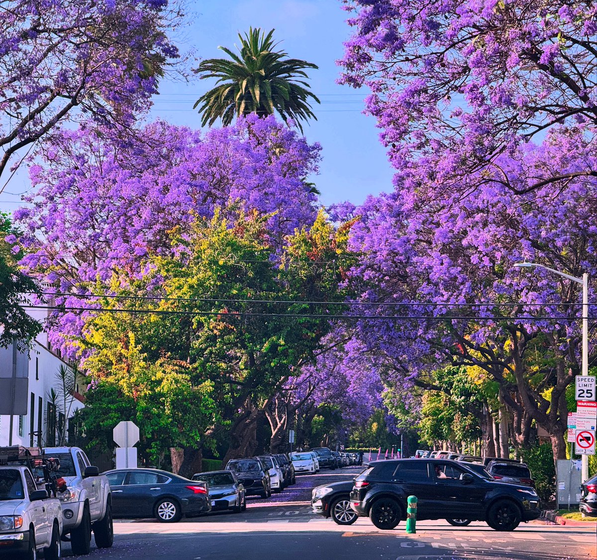 Sometimes Los Angeles is so pretty dressed up in its purple jacaranda

Los Angeles can be a magical city at times like this. Walking home Friday night after clinic brought this magic

#jacarandaseason #losangeles #jacarandatree #jacaranda