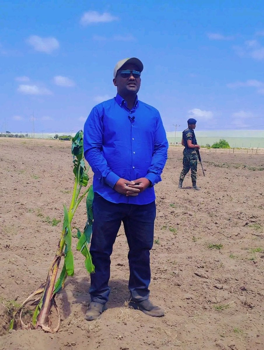 AmboBloggers's tweet image. The Vice Presidential Level Coordinator of the Oromia Rural Cluster, Mr. Addisuu Araggaa, launched the Urban Banana Development Initiative in Batu Town.