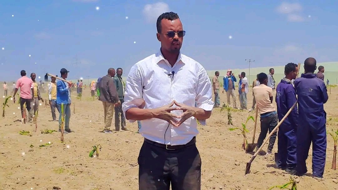 AmboBloggers's tweet image. The Vice Presidential Level Coordinator of the Oromia Rural Cluster, Mr. Addisuu Araggaa, launched the Urban Banana Development Initiative in Batu Town.