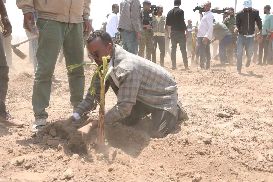 AmboBloggers's tweet image. The Vice Presidential Level Coordinator of the Oromia Rural Cluster, Mr. Addisuu Araggaa, launched the Urban Banana Development Initiative in Batu Town.