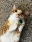 TheDailyCatGuy's tweet image. 