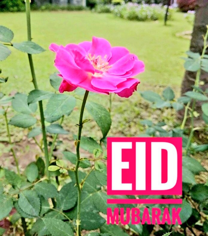 A fully bloomed wild rose outside J&amp;K House, New Delhi. Eid Mubarak to all my friends, colleagues &amp; associates who are celebrating Eid-Ul-Adha this year. May Almighty bless peace and prosperity in everyone's life.

#Eid #EidAlAdha #Festival #India
#Celebrations #LoveAll #Peace
